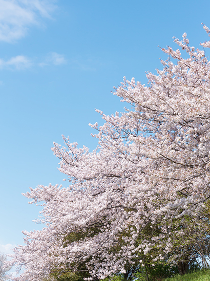 夏よりコワイ！？春の紫外線の落とし穴