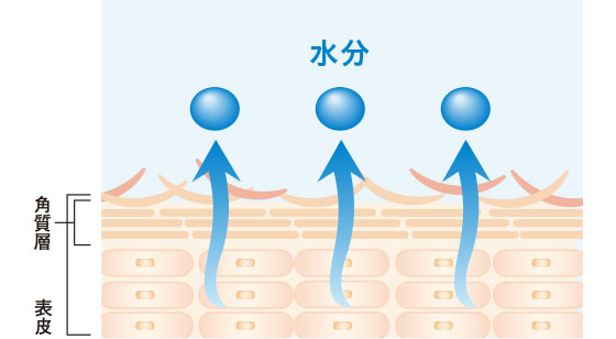 水分不足は見た目にも影響大！