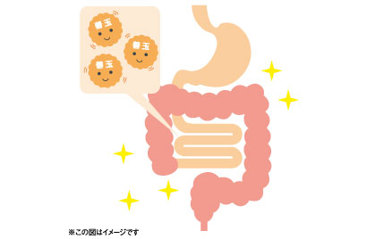 免疫力は「腸」がカギ！