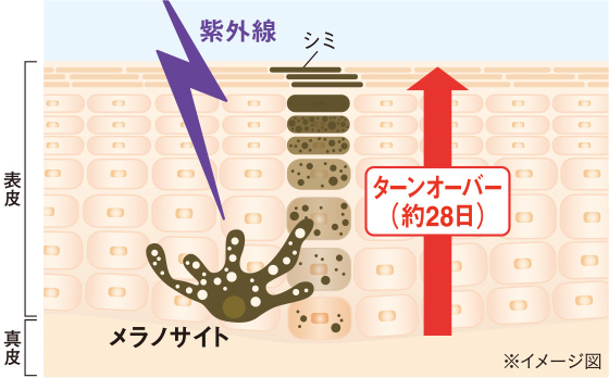 ソース画像を表示