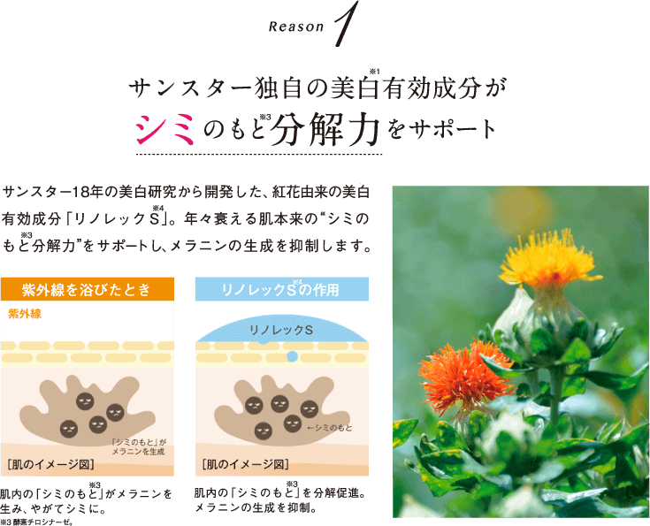 Reason1 サンスター独自の美白※1有効成分がシミのもと※3分解力をサポート サンスター18年の美白研究から開発した、紅花由来の美白有効成分「リノレックS※4」。年々衰える肌本来の”シミのもと※3分解力”をサポートし、メラニンの生成を抑制します。 紫外線を浴びたとき：肌内の「シミのもと※3」がメラニンを生み、やがてシミに。 ※3酵素チロシナーゼ。 リノレックS※4の作用：肌内の「シミのもと※3」を分解促進。メラニンの生成を抑制。