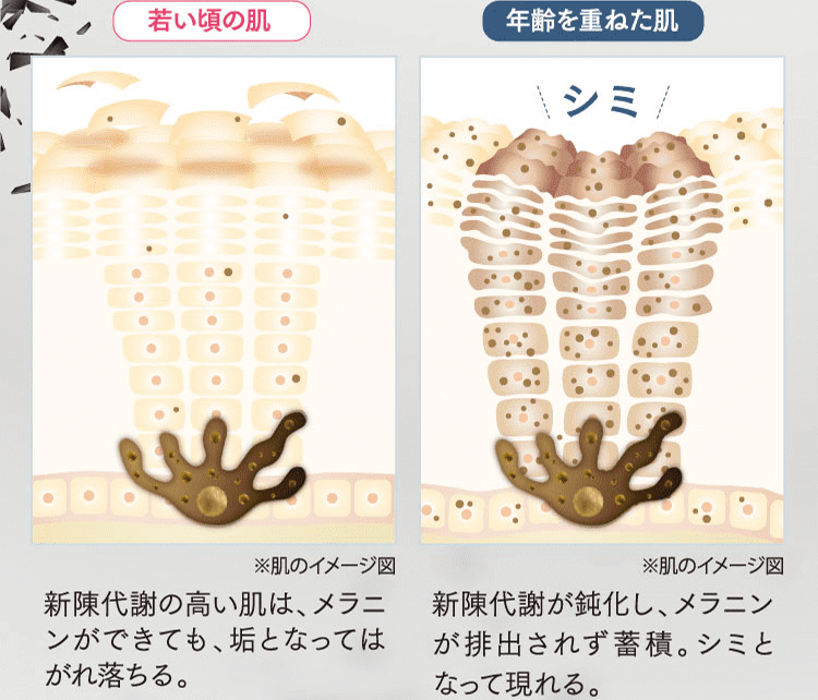若い頃の肌・年齢を重ねた肌