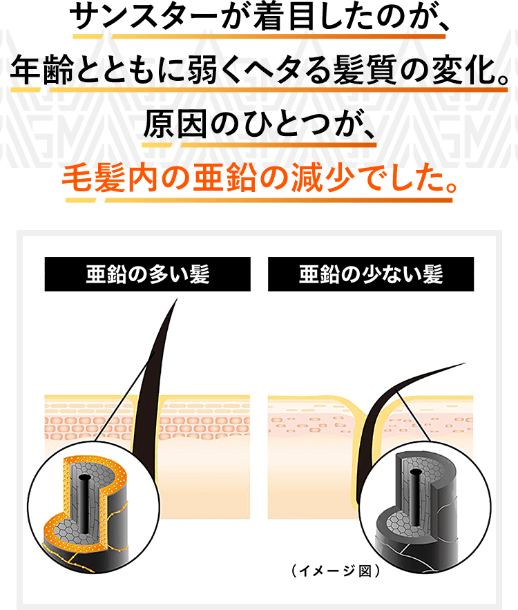 サンスターが着目したのが、年齢とともに弱くヘタる髪質の変化。原因の一つが、毛髪内の亜鉛の減少でした。亜鉛の多い髪　亜鉛の少ない髪（ イメージ図）