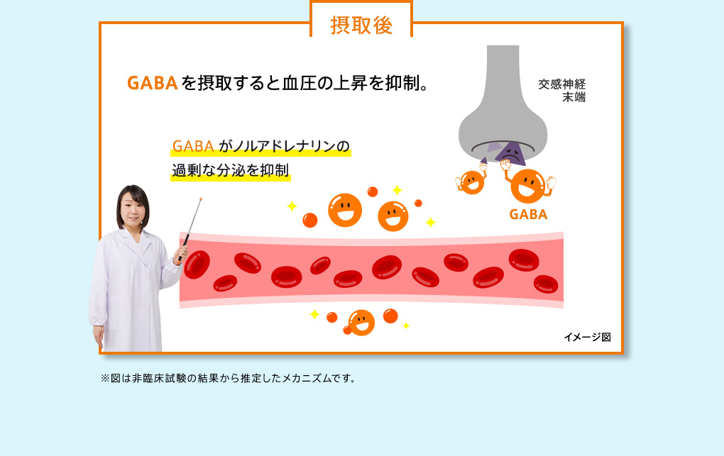 摂取後　GABAを摂取すると血圧の上昇を抑制。