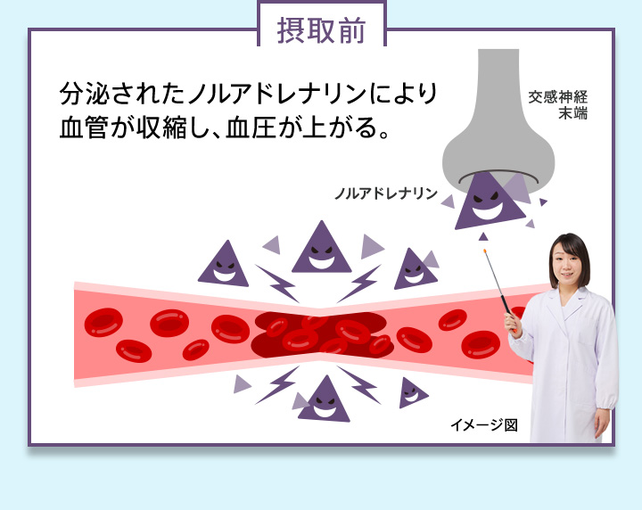 摂取前　分泌されたノルアドレナリンにより血管が収縮し、血圧が上がる。