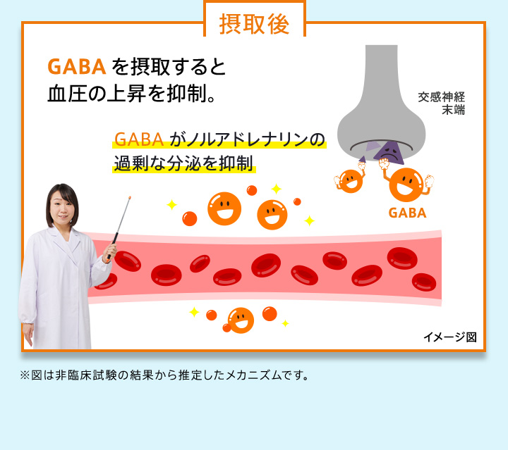 摂取後　GABAを摂取すると血圧の上昇を抑制。