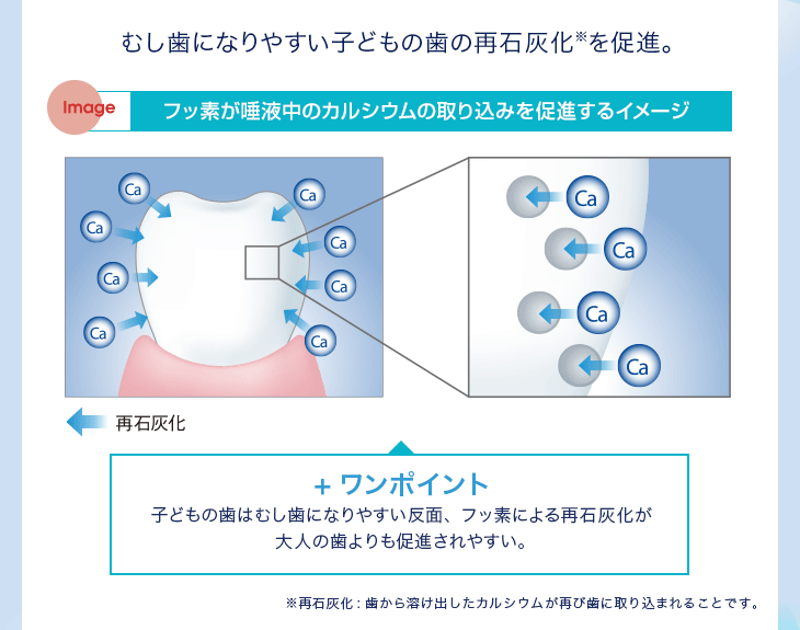 むし歯になりやすい子どもの歯の再石灰化※を促進。フッ素が唾液中のカルシウムの取り込みを促進するイメージ+ワンポイント子どもの歯はむし歯になりやすい反面、フッ素による再石灰化が大人の歯よりも促進されやすい。 ※再石灰化:歯から溶け出したカルシウムが再び歯に取り込まれることです。