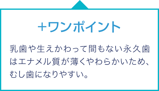 +ワンポイント 乳歯や生えかわって間もない永久歯はエナメル質が薄くやわらかいため、むし歯になりやすい。