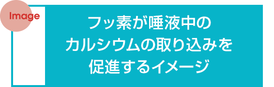 フッ素が唾液中のカルシウムの取り込みを促進するイメージ