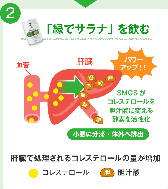 2.「緑でサラナ」を飲む SMCSがコレステロールを胆汁酸に変える酵素を活性化 肝臓で処理されるコレステロールの量が増加
