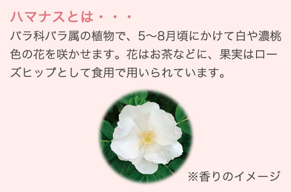 ハマナスとは・・・バラ科バラ属の植物で、5～8月頃にかけて白や濃桃色の花を咲かせます。花はお茶などに、果実はローズヒップとして食用で用いられています。