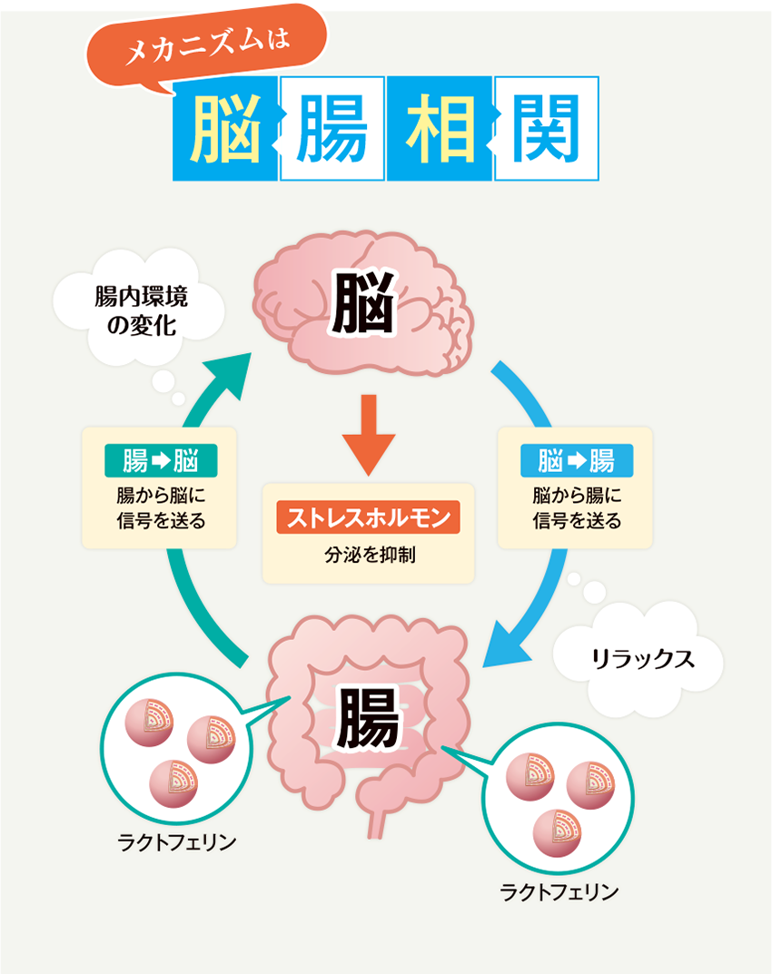 メカニズムは脳腸相関