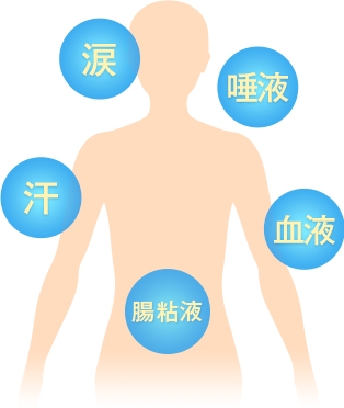 大人の健康維持にも欠かせない成分イメージ図