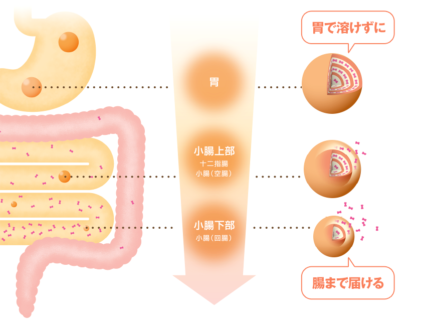 胃で溶けずに腸まで届ける