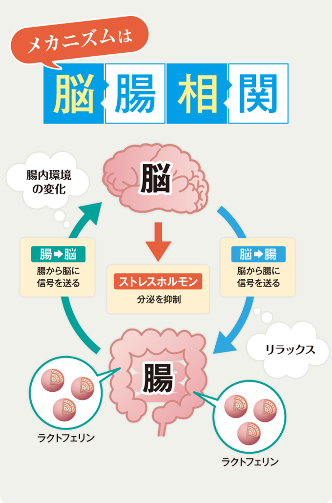 メカニズムは脳腸相関