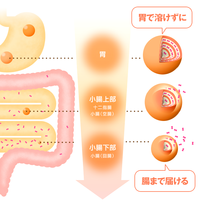 胃で溶けずに腸まで届ける