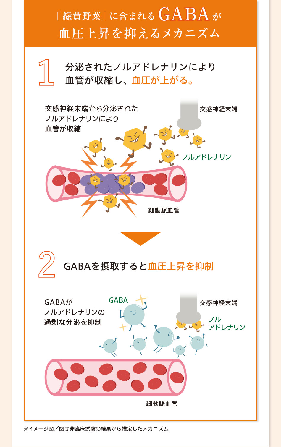 「緑黄野菜」に含まれるGABAが 血圧上昇を抑えるメカニズム 1.分泌されたノルアドレナリンにより血管が収縮し、血圧が上がる。2.GABAを摂取すると血圧上昇を抑制