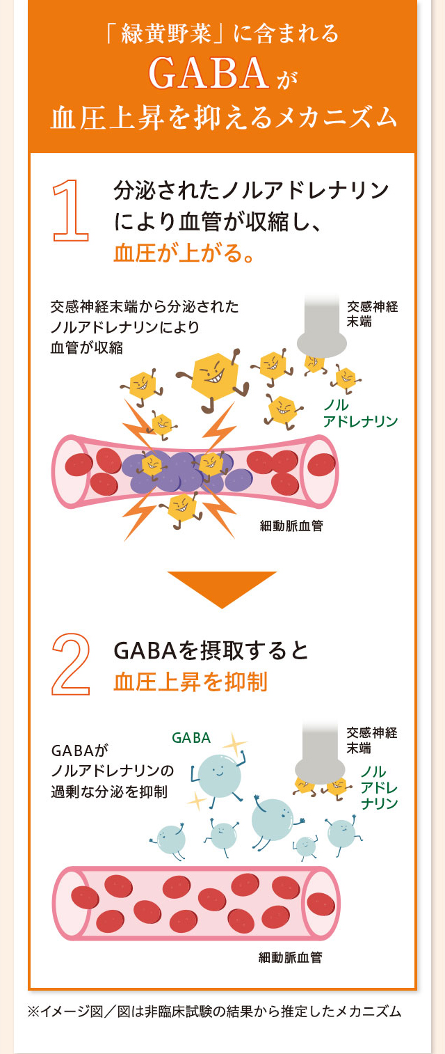 「緑黄野菜」に含まれるGABAが 血圧上昇を抑えるメカニズム 1.分泌されたノルアドレナリンにより血管が収縮し、血圧が上がる。2.GABAを摂取すると血圧上昇を抑制