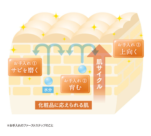 そこでサンスター皮膚科学研究は”土台”に着目