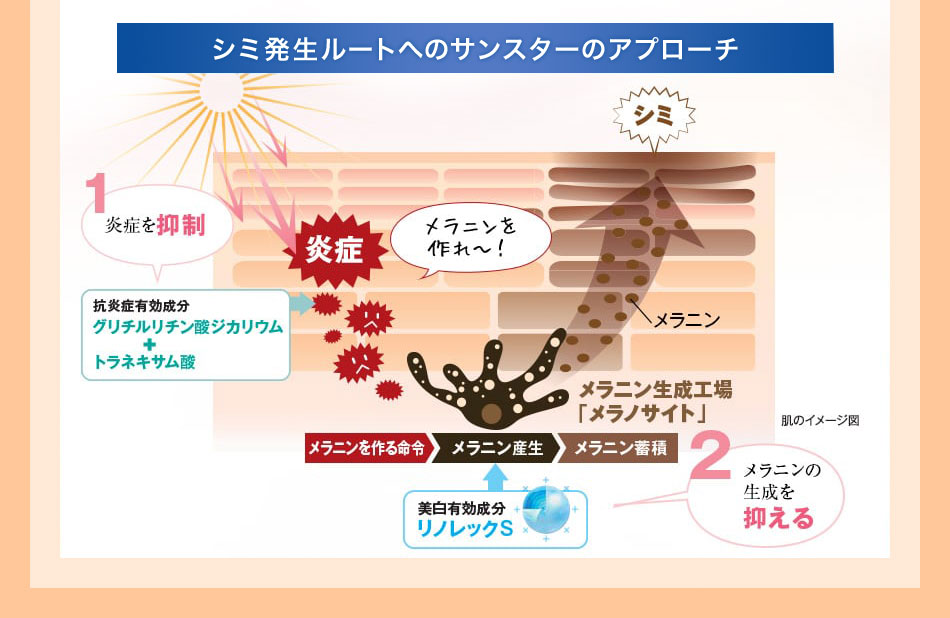 シミ発生ルートへのサンスターの新アプローチ