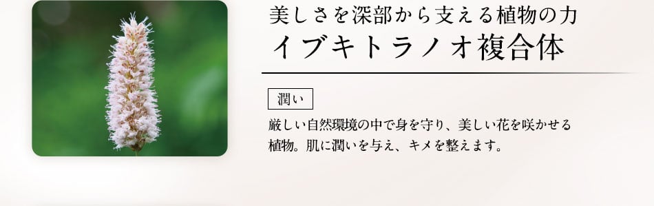 美しさを深部から支える植物の力イブキトラノオ複合体