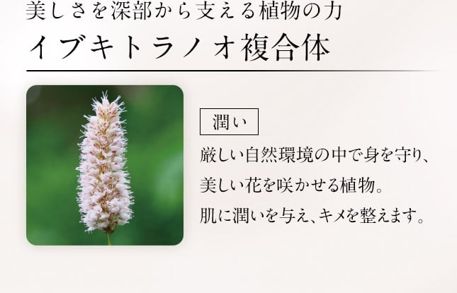 美しさを深部から支える植物の力イブキトラノオ複合体