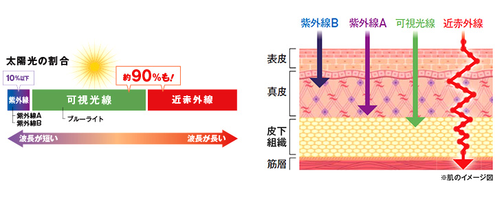 可視光線（ブルーライトを含む）が約40％、近赤外線が約50％を占めています。