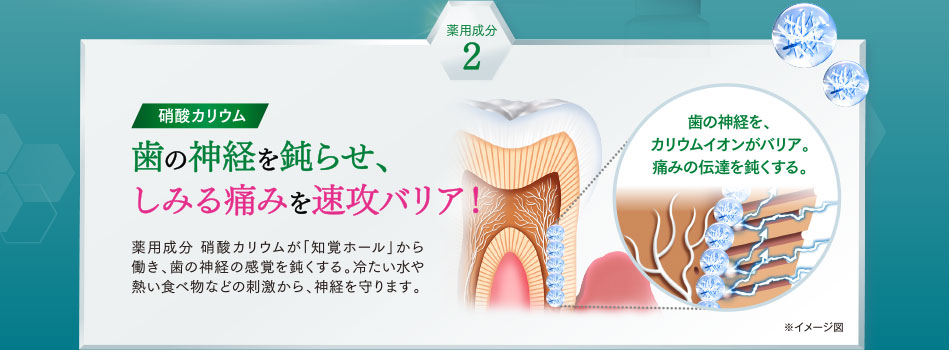 歯の神経を鈍らせ、しみる痛みを速攻バリア