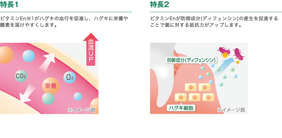 特長1　ビタミンEn※1がハグキの血行を促進し、ハグキに栄養や酸素を届けやすくします。　特長2　ビタミンEnが防御成分(ディフェンシン)の産生を促進することで菌に対する抵抗力がアップします。