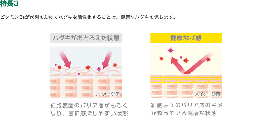 特長3　ビタミンB6が代謝を助けてハグキを活性化することで、健康なハグキを保ちます。