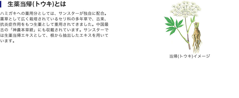 生薬当帰(トウキ)とは