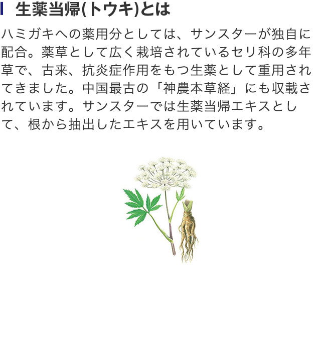 生薬当帰(トウキ)とは